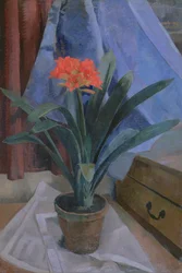 Clivia, 1917